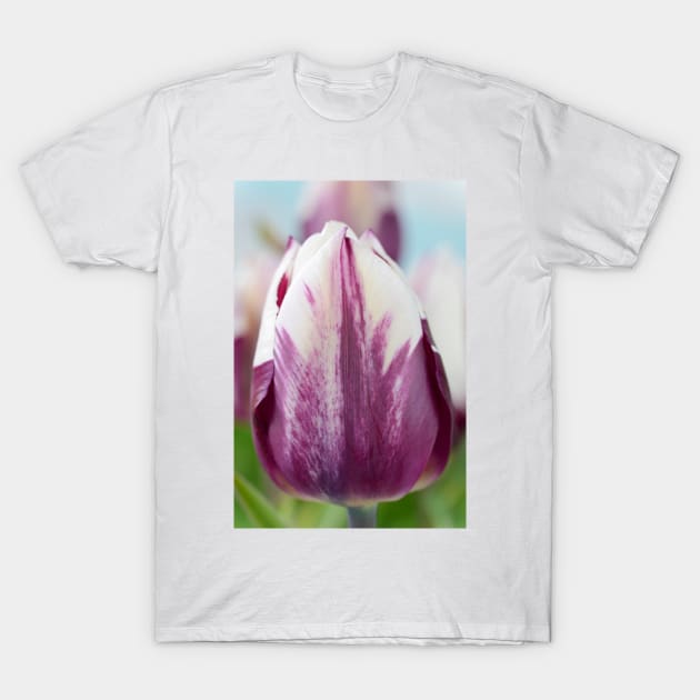 Tulipa  &#39;Zurel&#39;   Triumph Group Tulip T-Shirt by chrisburrows